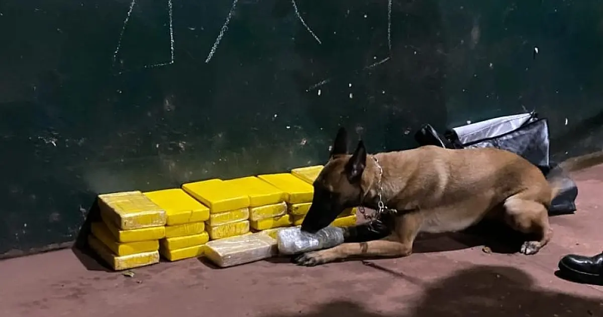 Cão farejador identifica mala abandonada com 25,5 Kg de pasta base de cocaína