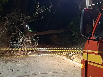Queda de árvore atinge rede elétrica e bloqueia rua no Beira Rio