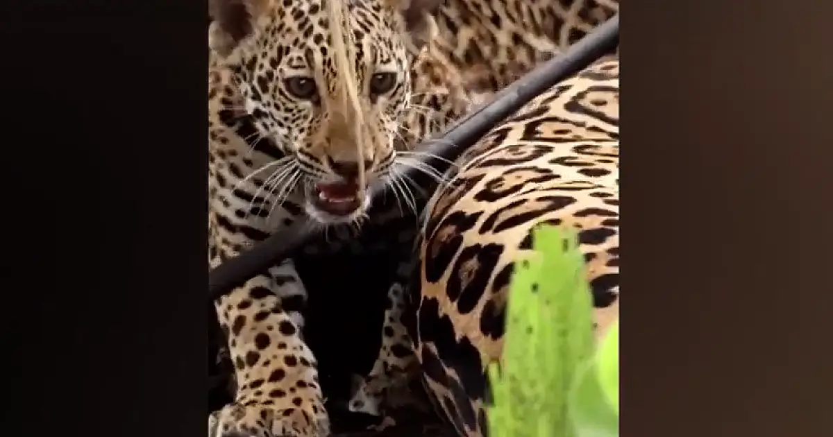 Sobrevivente dos incêndios do Pantanal, oncinha é flagrada "defendendo" mãe