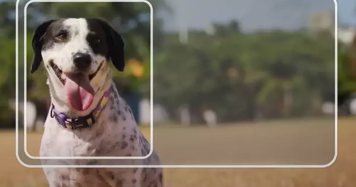 Carteira nacional para pets chega a MS para facilitar controle e a proteção animal