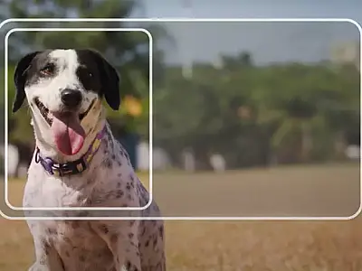 Carteira nacional para pets chega a MS para facilitar controle e a proteção animal