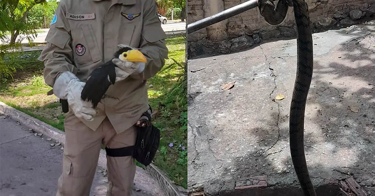 De surucucu a filhote de tucano, Bombeiros capturam quatro animais no plantão