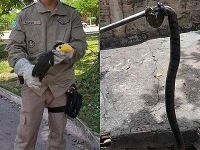 De surucucu a filhote de tucano, Bombeiros capturam quatro animais no plantão