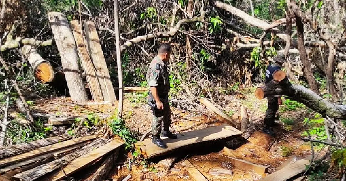Proprietário rural é multado por exploração ilegal de madeira em área protegida