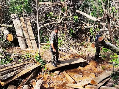 Proprietário rural é multado por exploração ilegal de madeira em área protegida