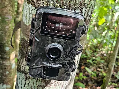 Câmeras no Pantanal vão monitorar animais e fiscalizar crimes ambientais