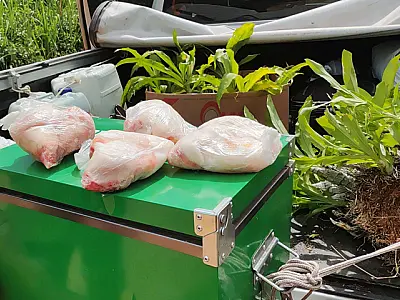 Homem é multado em R$ 5 mil pelo transporte ilegal de carne de jacaré