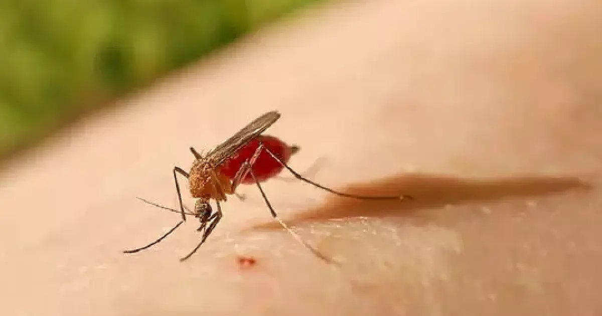Exame descarta 2&ordm; caso suspeito de febre oropouche em MS