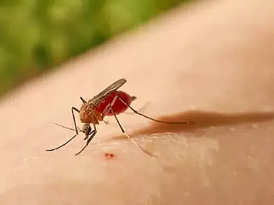 Exame descarta 2&ordm; caso suspeito de febre oropouche em MS