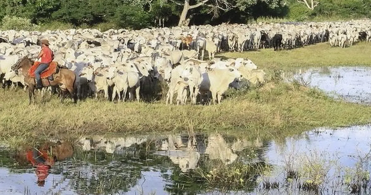 Mato Grosso do Sul está fora de risco para o mal da vaca louca
