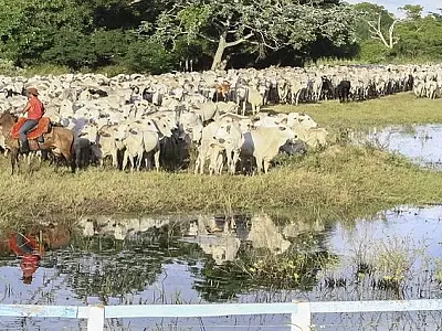 Mato Grosso do Sul está fora de risco para o mal da vaca louca