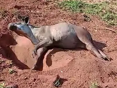 Polícia Militar Ambiental de Campo Grande e médica veterinária do CRAS resgatam anta gestante ferida