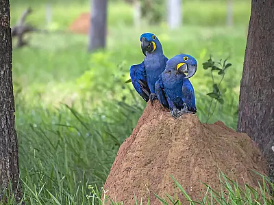 Global Big Day 2022 acontece dia 14 com observação de aves no mundo todo; MS participa