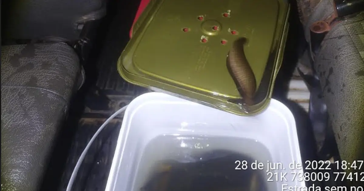 PMA apreende 240 peixes da espécie tuvira transportados ilegalmente em Kombi de transporte escolar