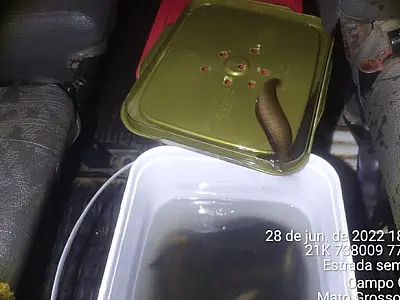 PMA apreende 240 peixes da espécie tuvira transportados ilegalmente em Kombi de transporte escolar