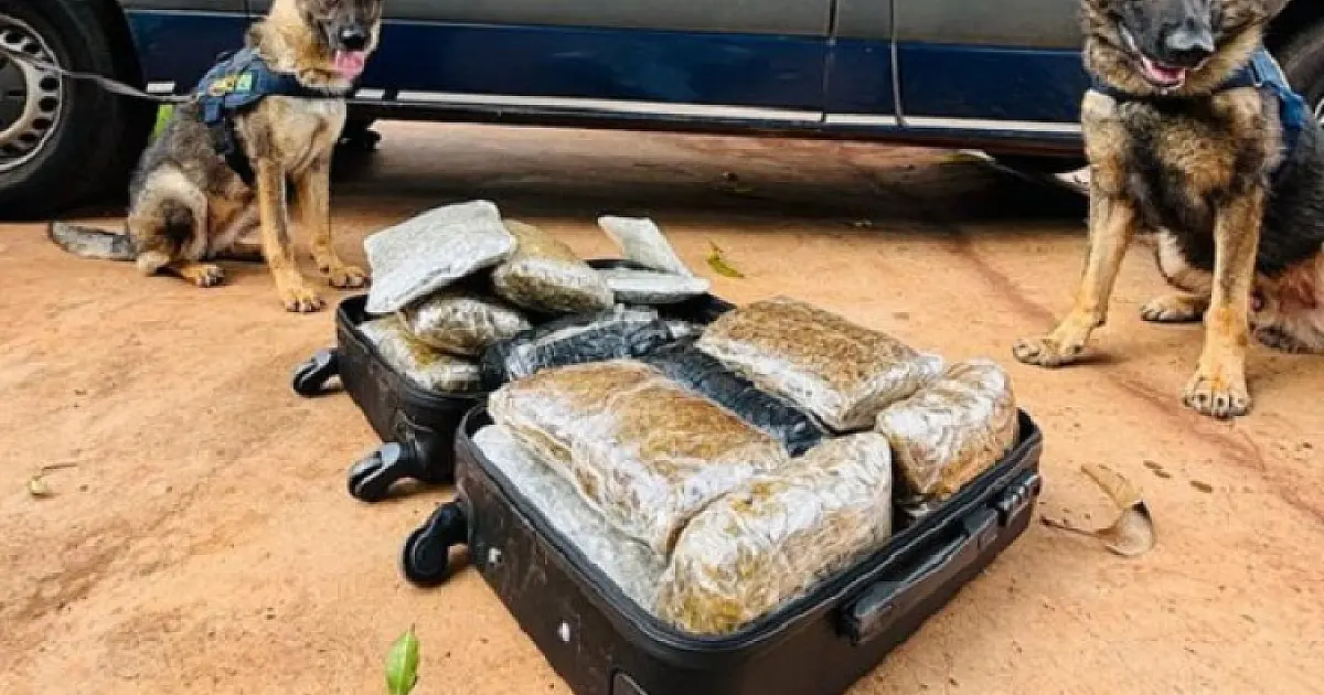 Passageio que seguia para Campo Grande é flagrado com 15,2 kg de skunk