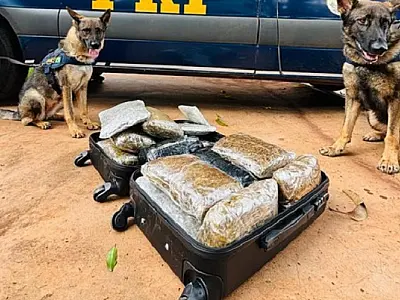 Passageio que seguia para Campo Grande é flagrado com 15,2 kg de skunk