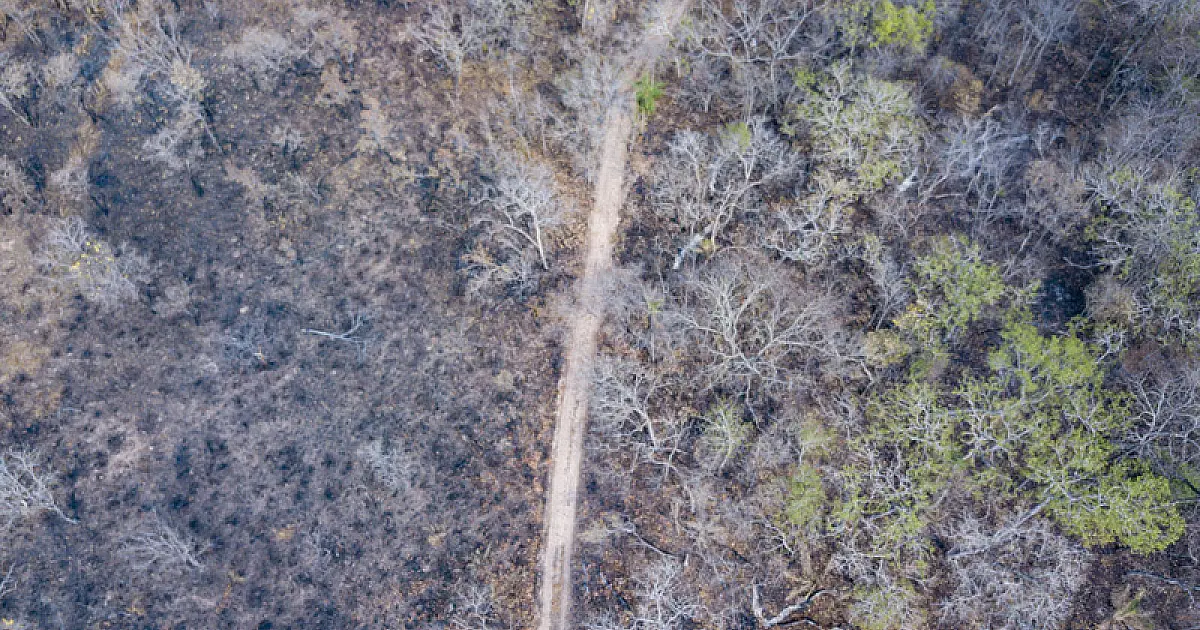 Ibama e UFMS pesquisam soluções para reduzir o risco de grandes incêndios no Pantanal