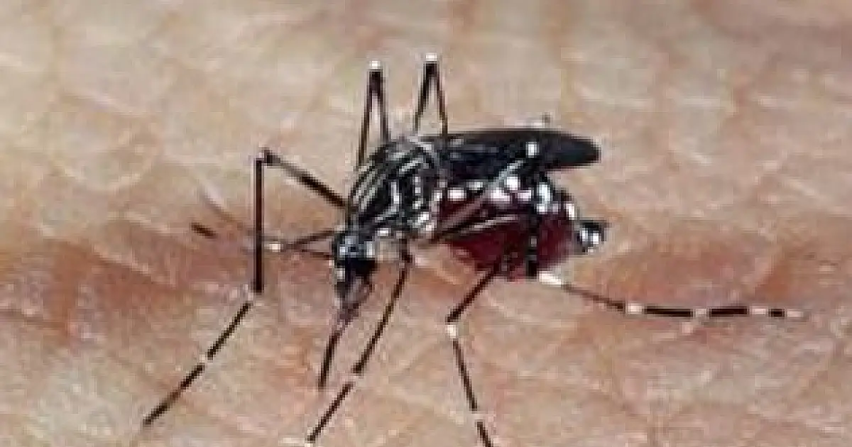 Entenda diferença entre pernilongo e mosquito da dengue