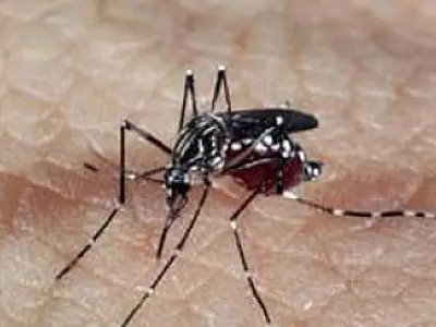 Entenda diferença entre pernilongo e mosquito da dengue