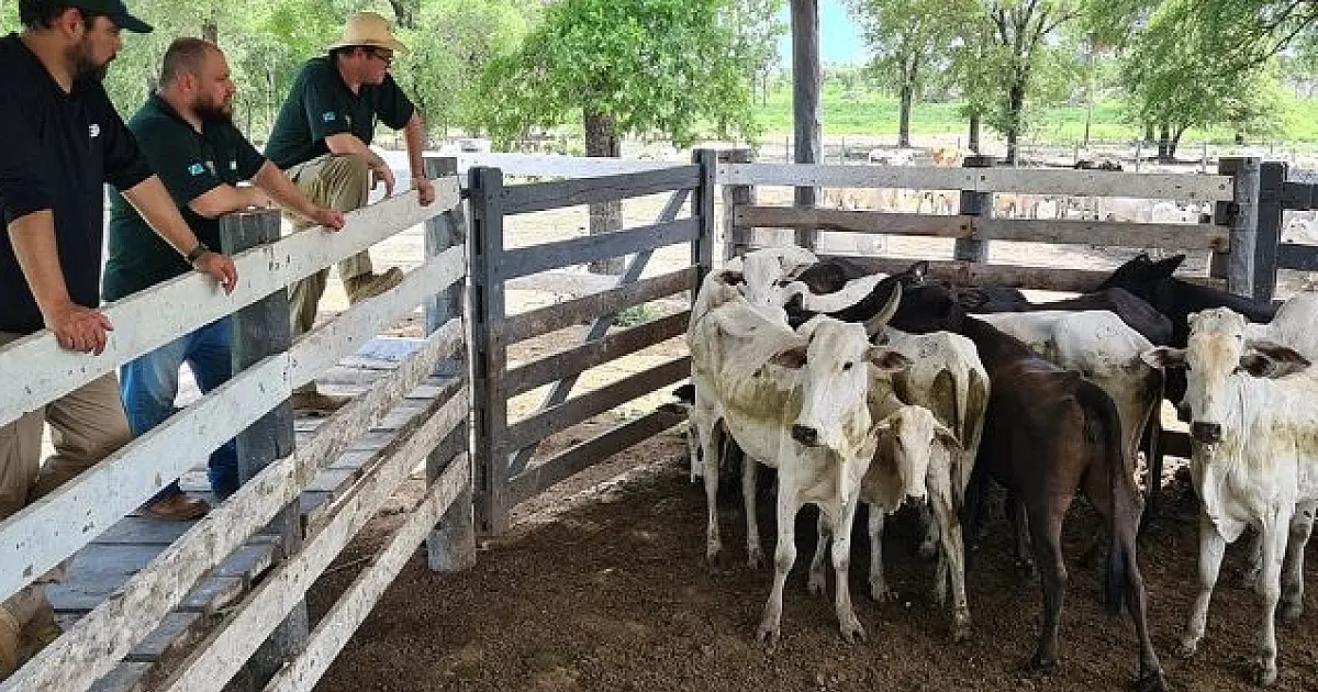 Ação inédita recupera 230 bovinos roubados de fazenda em Corumbá