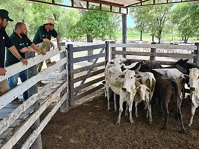 Ação inédita recupera 230 bovinos roubados de fazenda em Corumbá