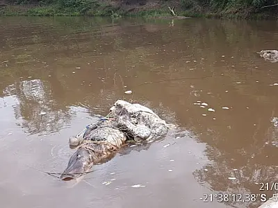 PMA extrai rede de pesca com pintados e jaú apodrecidos no rio Miranda