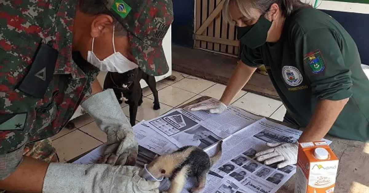PMA de Miranda resgata filhote de tamanduá-mirim que se separou da mãe durante incêndio