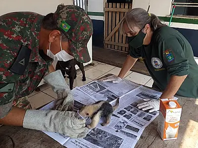 PMA de Miranda resgata filhote de tamanduá-mirim que se separou da mãe durante incêndio
