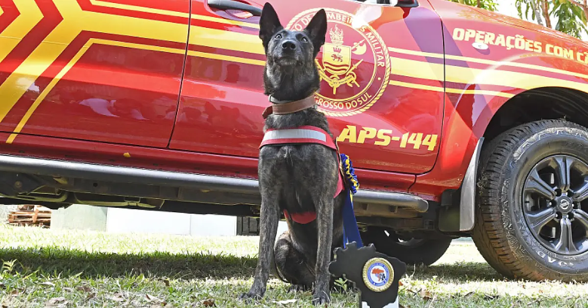 Cadela do Corpo de Bombeiros de MS recebe certificação nacional para Busca e Resgate