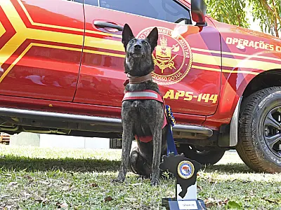 Cadela do Corpo de Bombeiros de MS recebe certificação nacional para Busca e Resgate