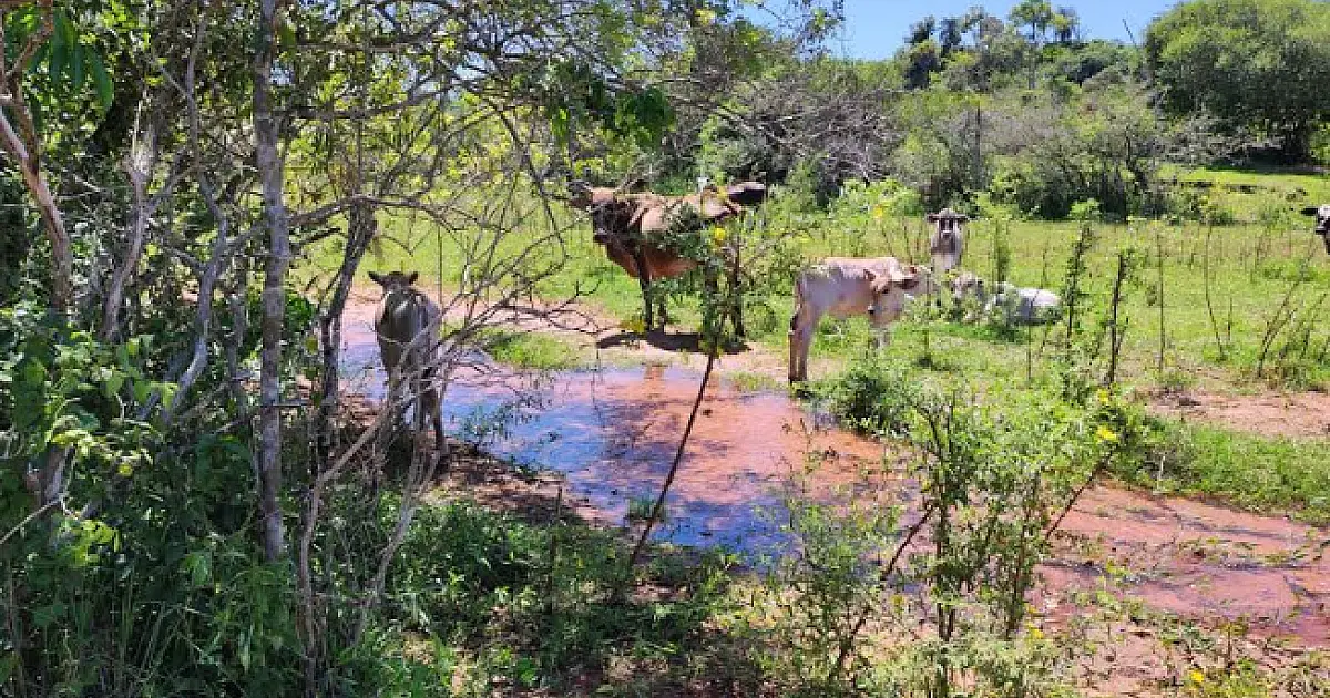 Dona de sítio é multada em R$ 5 mil por manter gado em área protegida