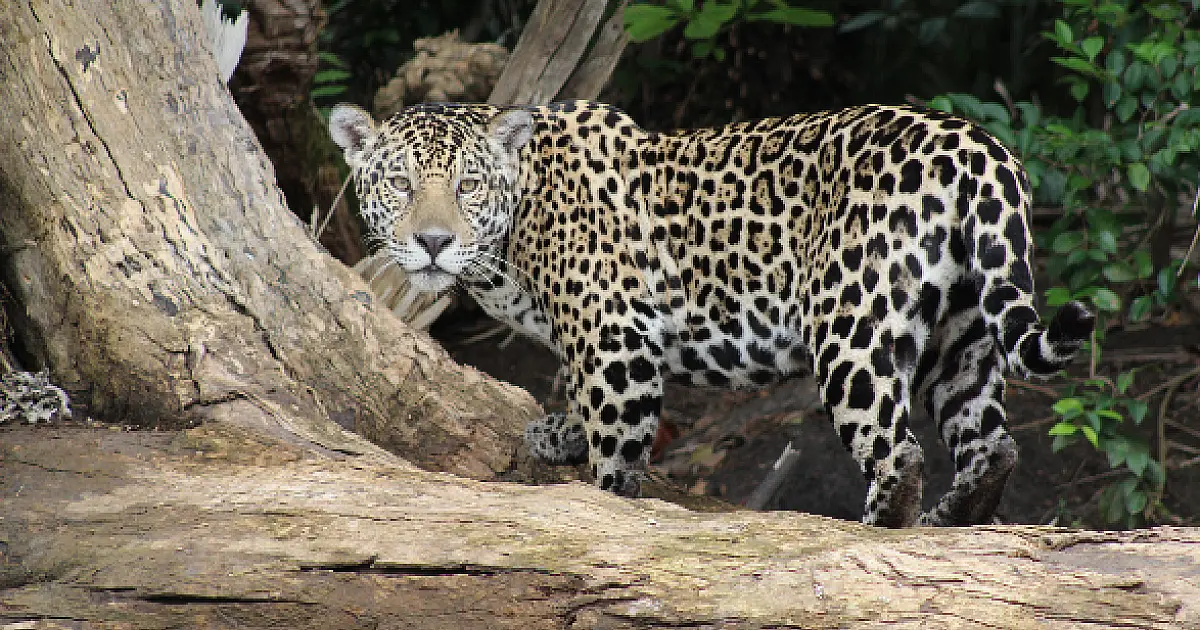 Dia Nacional da Onça Pintada alerta para conservação do maior felino das Américas