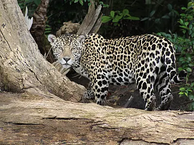 Dia Nacional da Onça Pintada alerta para conservação do maior felino das Américas