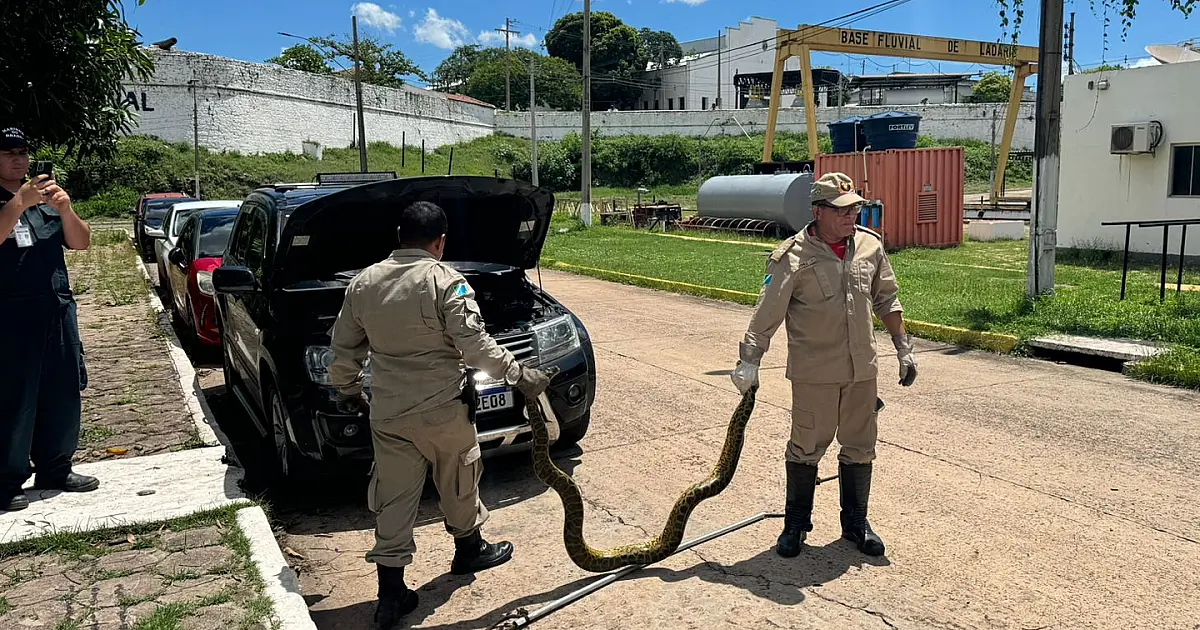 Captura de sucuri dentro do motor de veículo é destaque no plantão dos Bombeiros