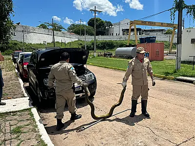 Captura de sucuri dentro do motor de veículo é destaque no plantão dos Bombeiros