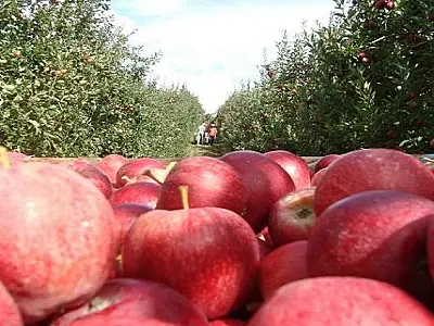 Abertas 213 vagas para indígenas de Mato Grosso do Sul na colheita de maçã no Sul do país