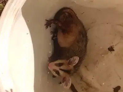 Gambá com quatro filhotes é resgatado em comércio no centro