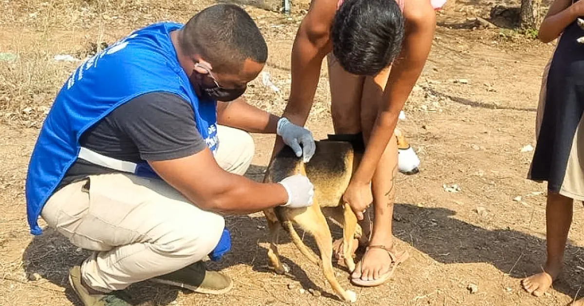 Iniciada vacinação contra raiva em Ladário
