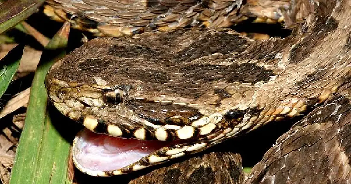 Plantão dos Bombeiros tem vítima picada por serpente 'Boca de Sapo'