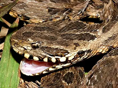 Plantão dos Bombeiros tem vítima picada por serpente 'Boca de Sapo'