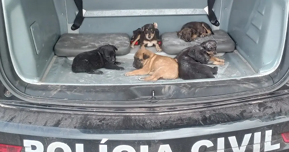 Ação resgata seis filhotes vítimas de maus-tratos em Corumbá
