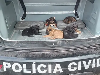 Ação resgata seis filhotes vítimas de maus-tratos em Corumbá