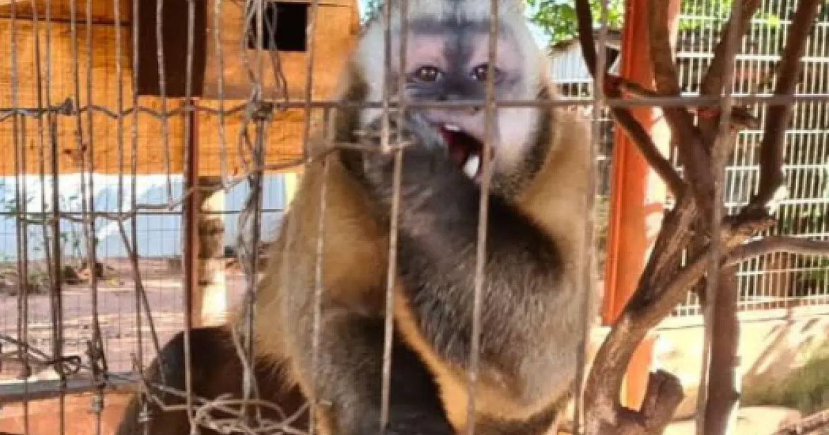 Multas por criação ilegal de animais silvestres atingiu R$ 39,6 mil em 2021