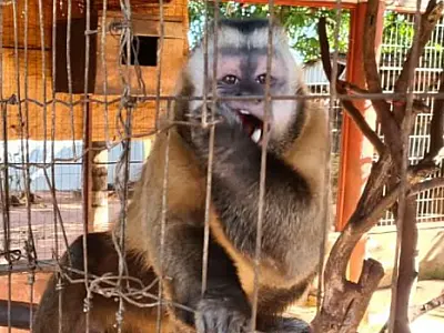 Multas por criação ilegal de animais silvestres atingiu R$ 39,6 mil em 2021