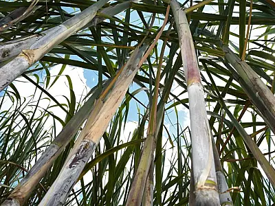 MS bate recorde na produção de cana com 50,5 milhões de toneladas