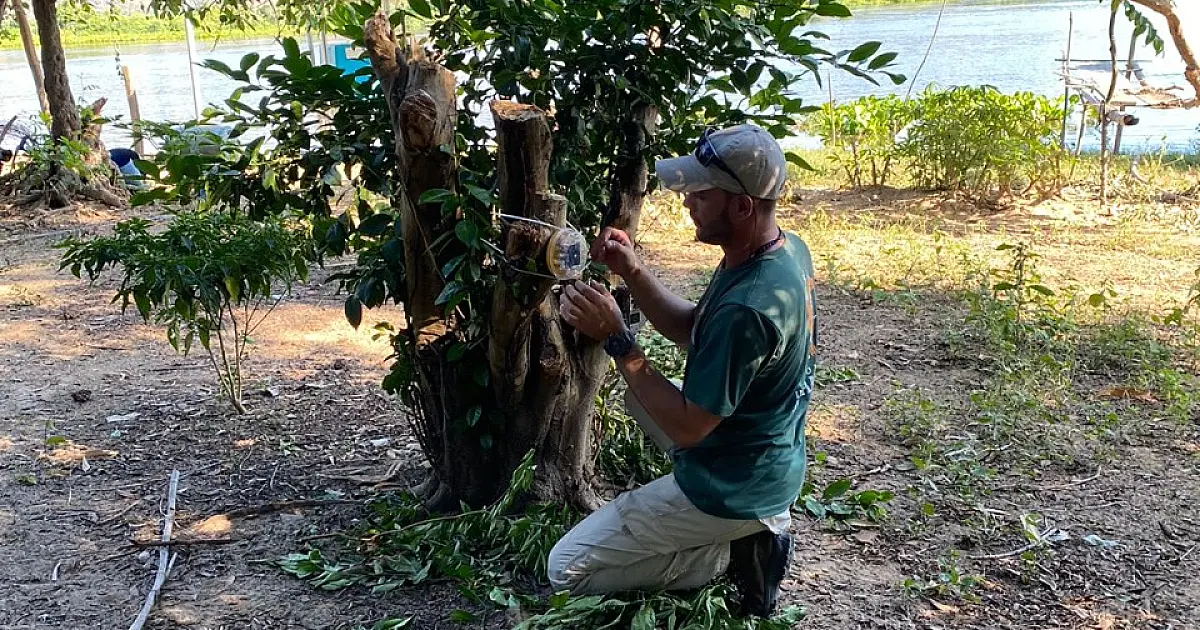 Pantanal é área fundamental para conservação da onça-pintada, alerta IHP