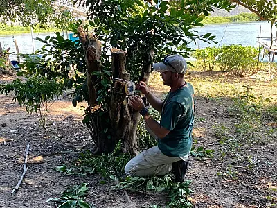 Pantanal é área fundamental para conservação da onça-pintada, alerta IHP