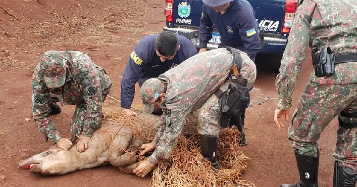 Mais de 1.100 animais silvestres foram vítimas de atropelamentos no 1&ordm; semestre de 2022