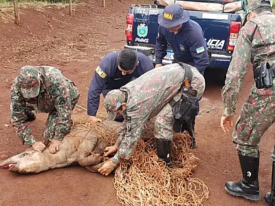 Mais de 1.100 animais silvestres foram vítimas de atropelamentos no 1&ordm; semestre de 2022